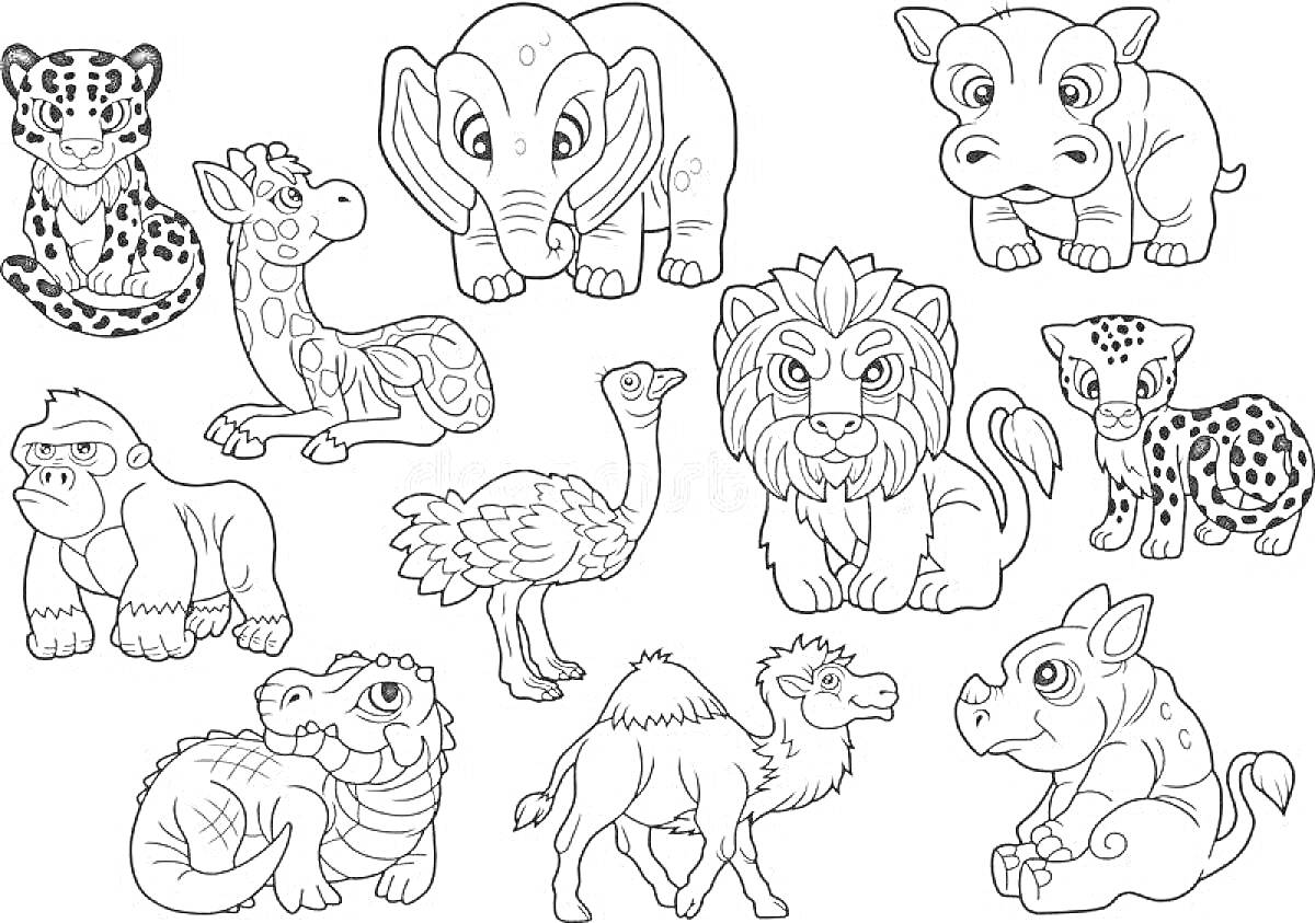 Раскраска Животные Африки - лев, носорог, леопард, слон, жираф, гиппопотам, орангутан, страус, верблюд, хамелеон