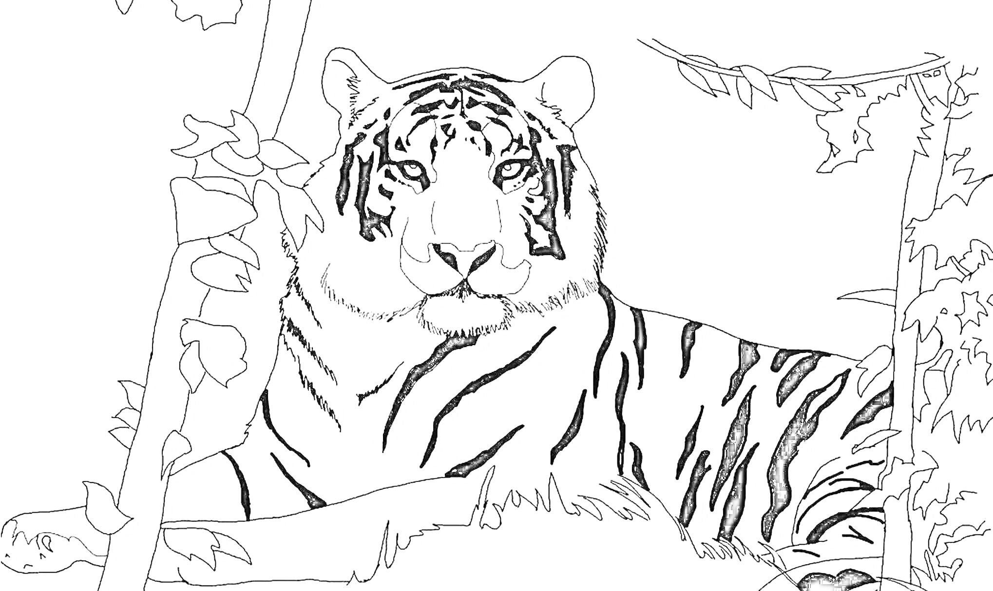На раскраске изображено: Тигр, Амурский тигр, Природа, Листья