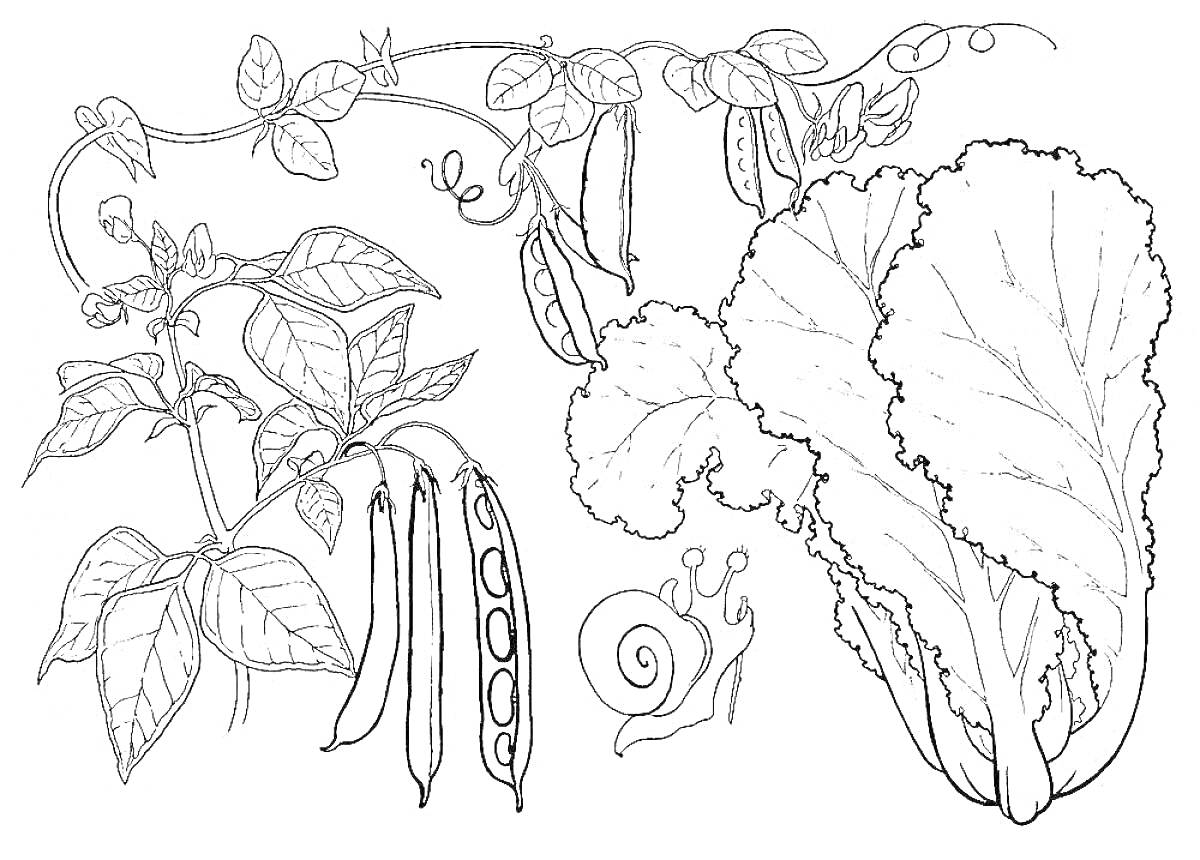На раскраске изображено: Горох, Фасоль, Улитка, Растения, Овощи, Ботаника