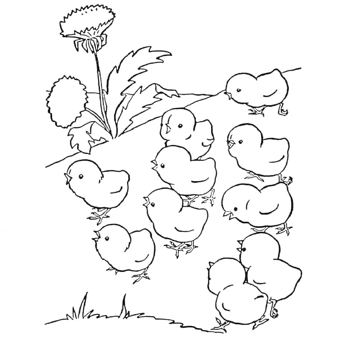 На раскраске изображено: Цыплята, Трава, Для малышей, Животные, Детские рисунки