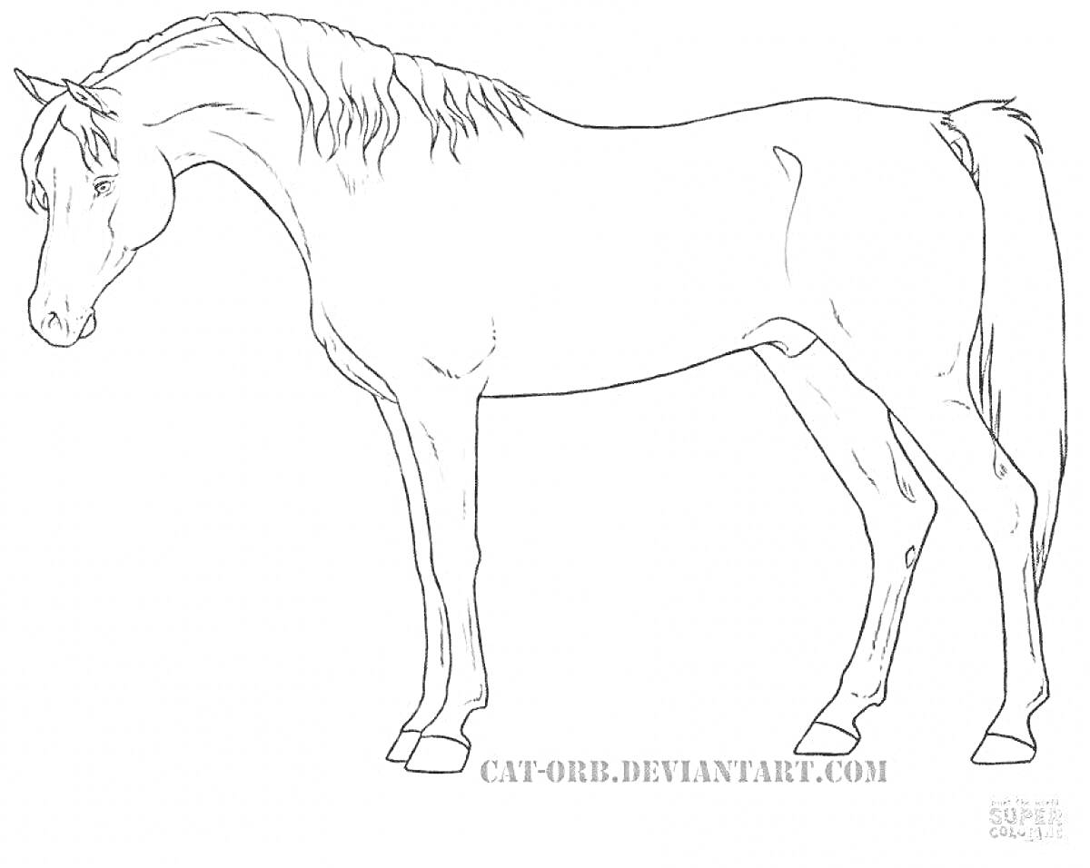 На раскраске изображено: Лошадь, Животные, Боковой вид, Контурные рисунки