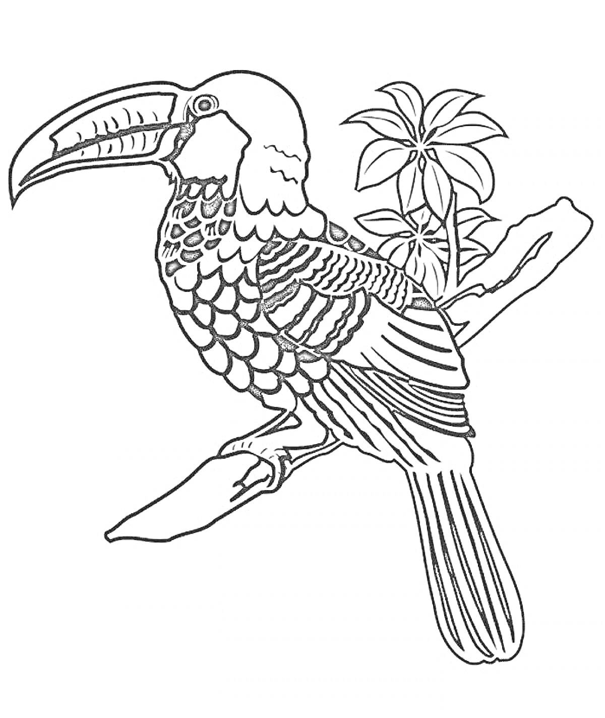 На раскраске изображено: Тукан, Птица, Ветка, Листья, Перья, Контурные рисунки