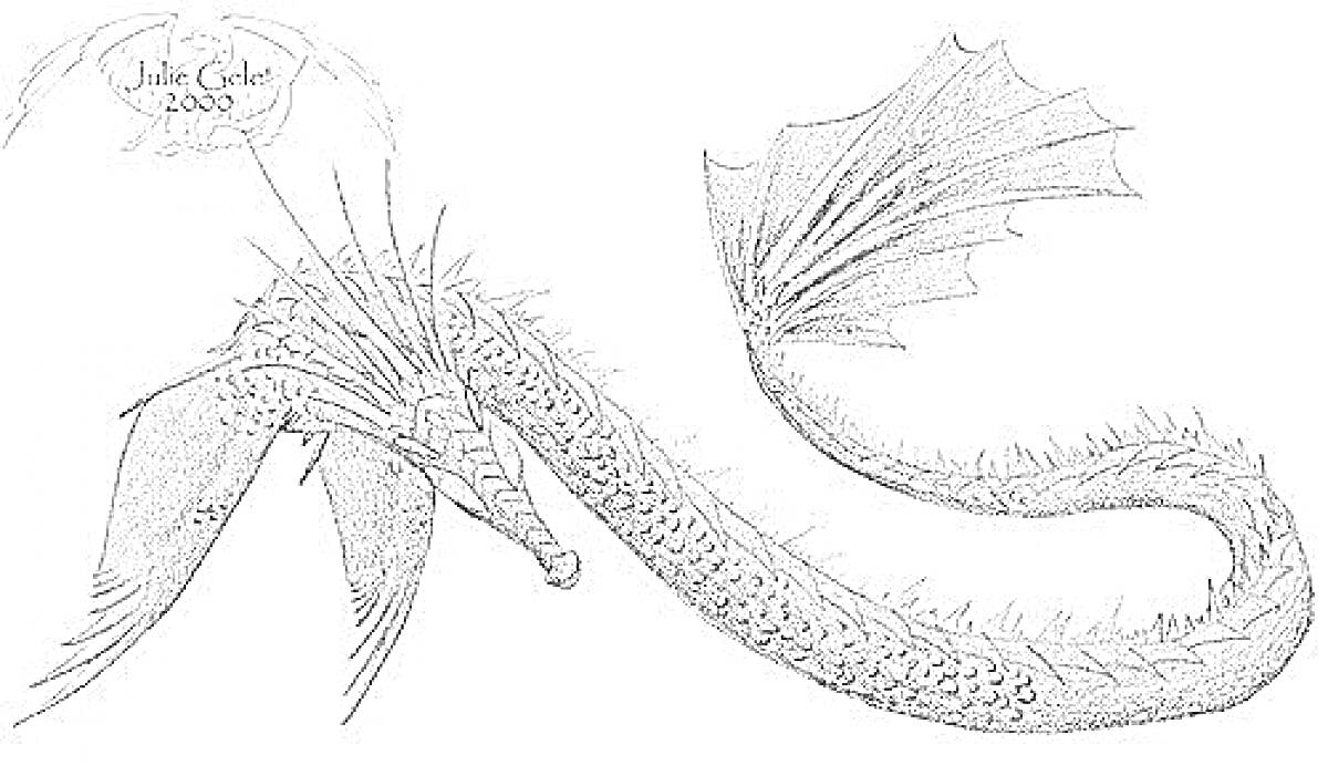 Раскраска Левиафан с длинным телом, плавниками и шипами.