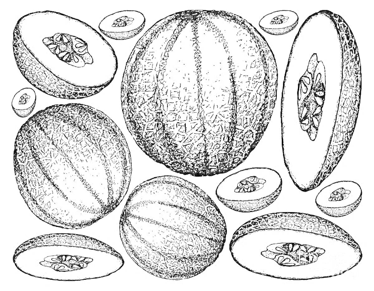 Раскраска Дыня с разрезанными и целыми плодами