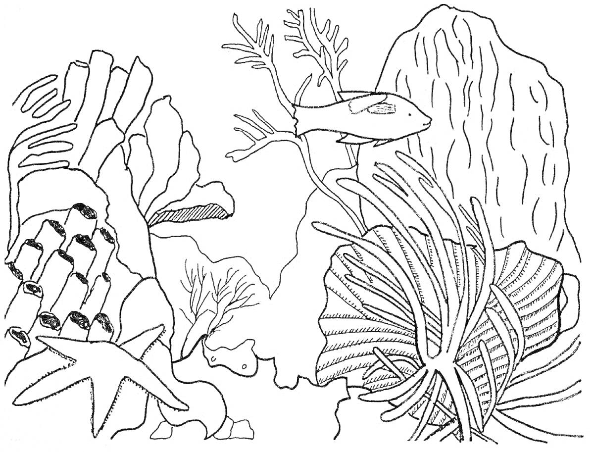 На раскраске изображено: Рыба, Риф, Подводный мир, Анемоны, Камни, Подводные растения