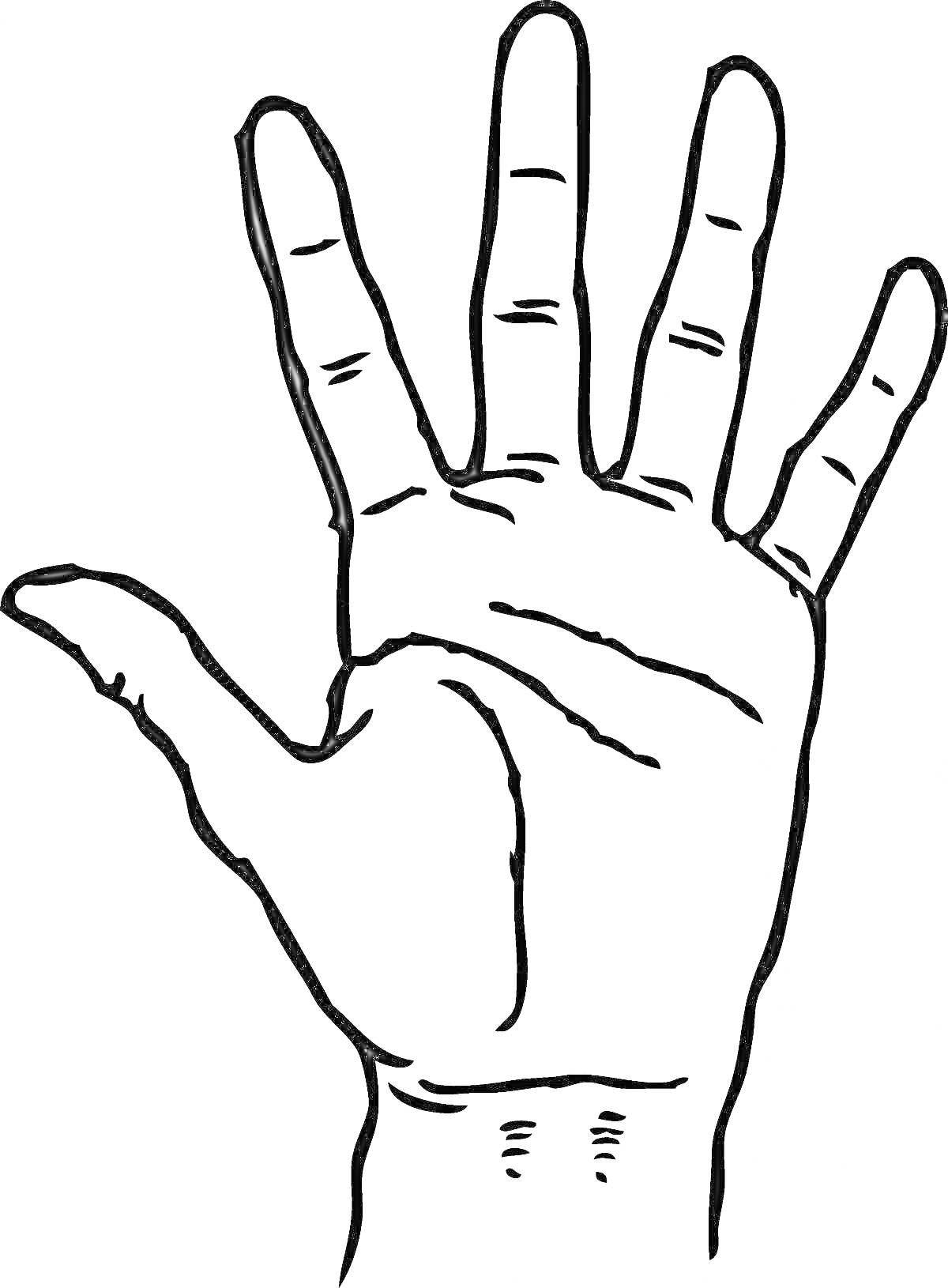 Раскраска с изображением ладони руки с пятью пальцами и линиями кожи