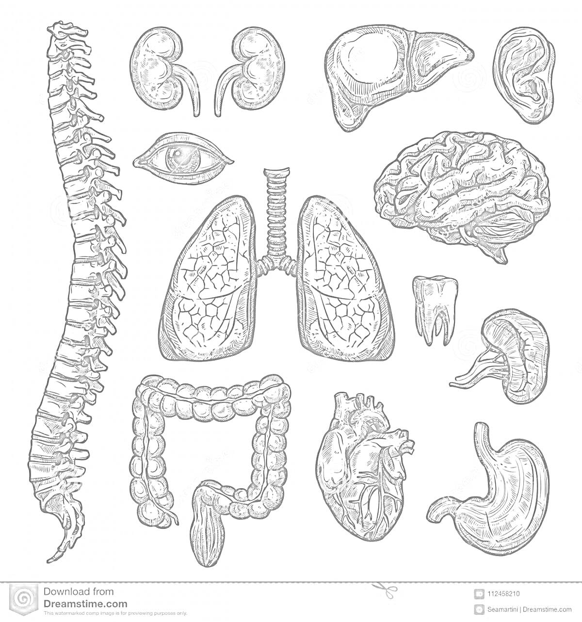Раскраска Внутренние органы: позвоночник, почки, печень, глаз, легкие, головной мозг, зуб, кишечник, сердце, мочевой пузырь, желудок
