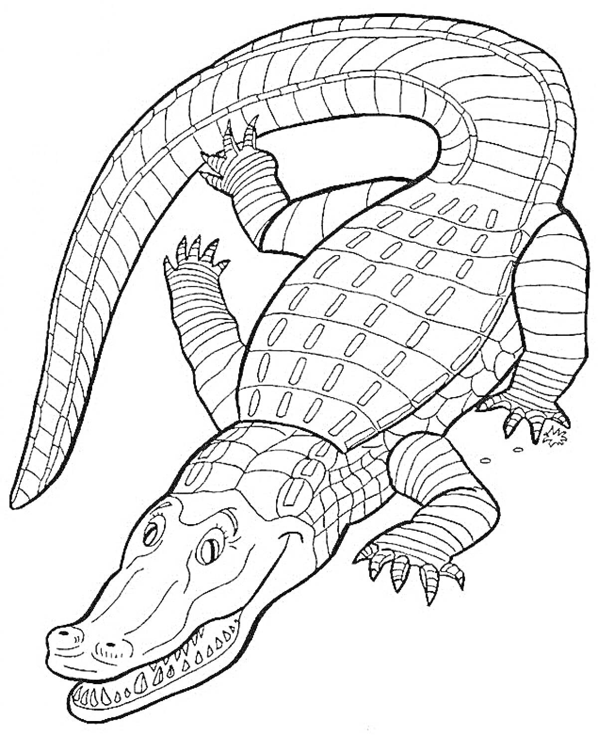 Раскраска Крокодил, взгляд спереди, когти, чешуя, хвост, лапы