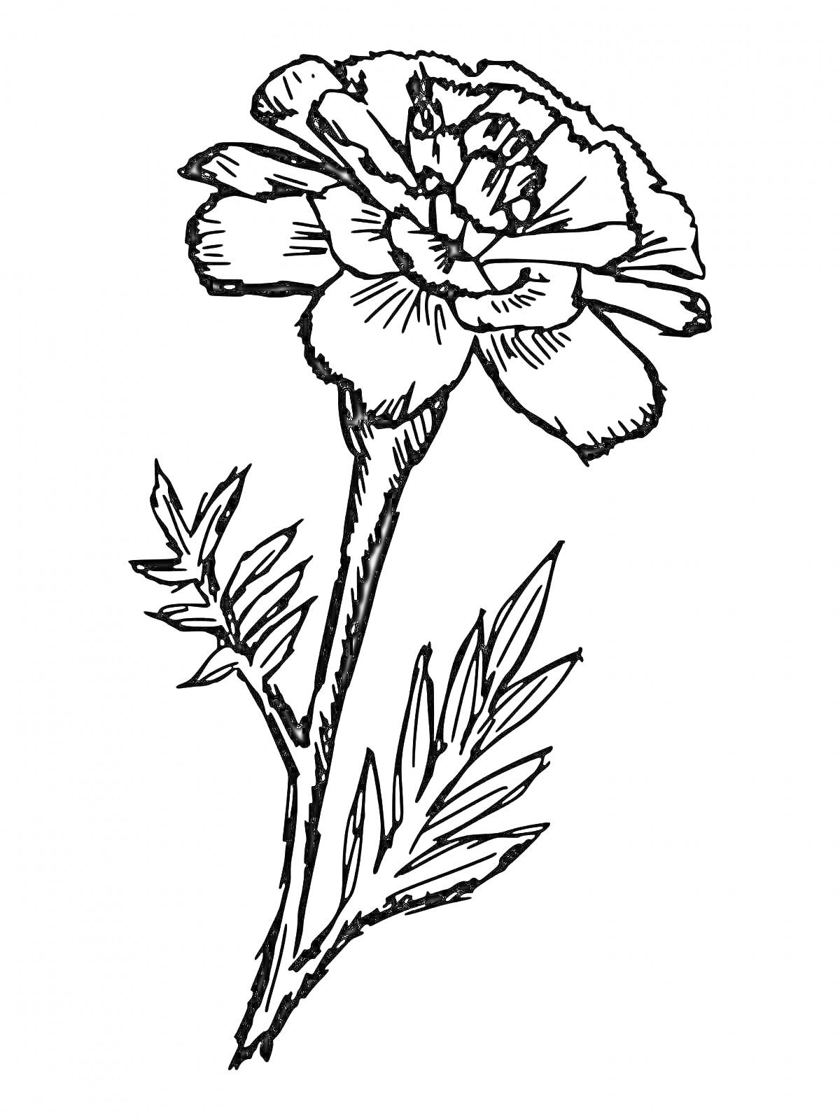На раскраске изображено: Цветы, Гвоздика, Для детей, Листья, Стебель, Ботаника