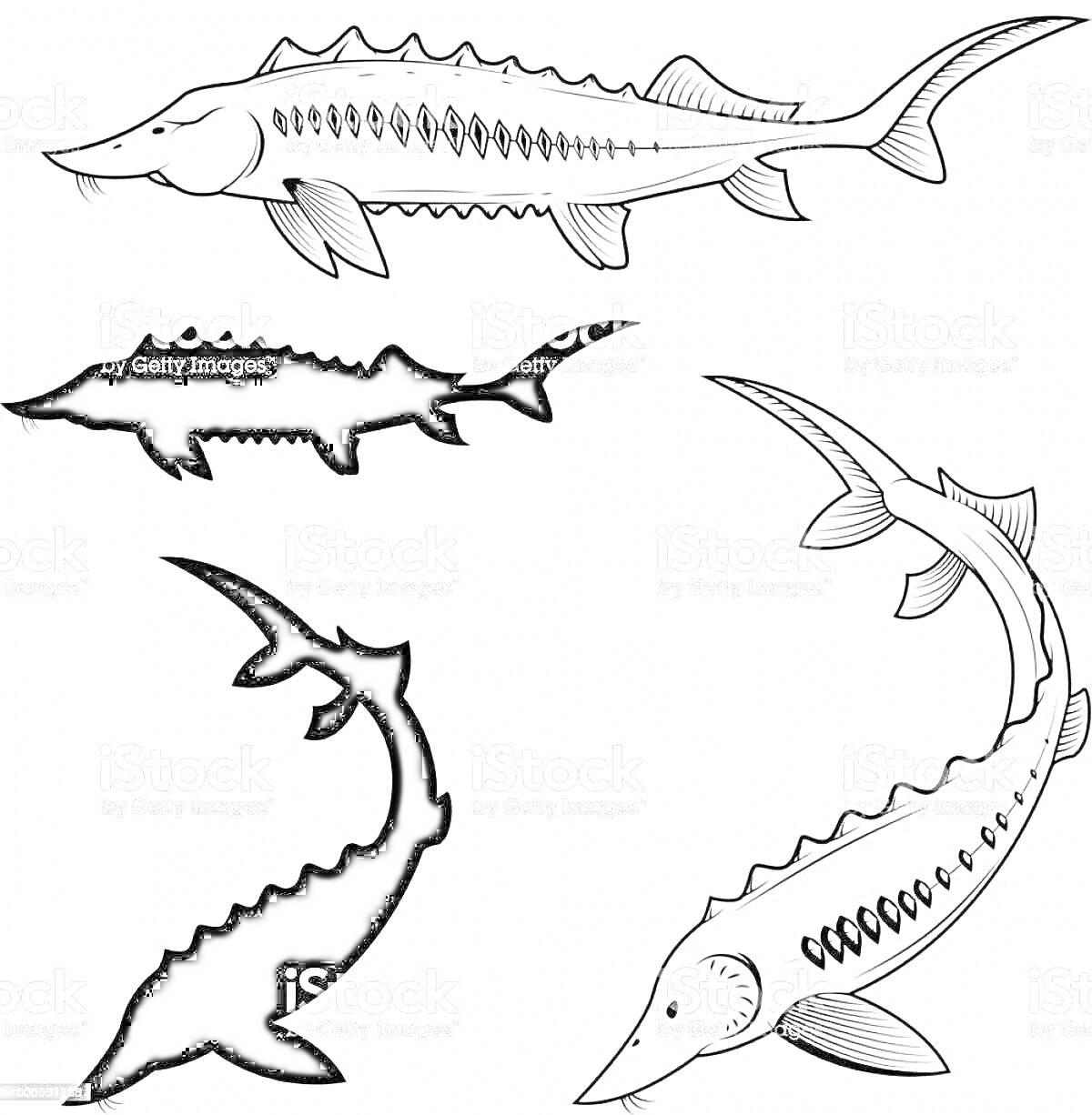 Раскраска Очертания и контуры стерляди в различных позах и вариантах раскраски