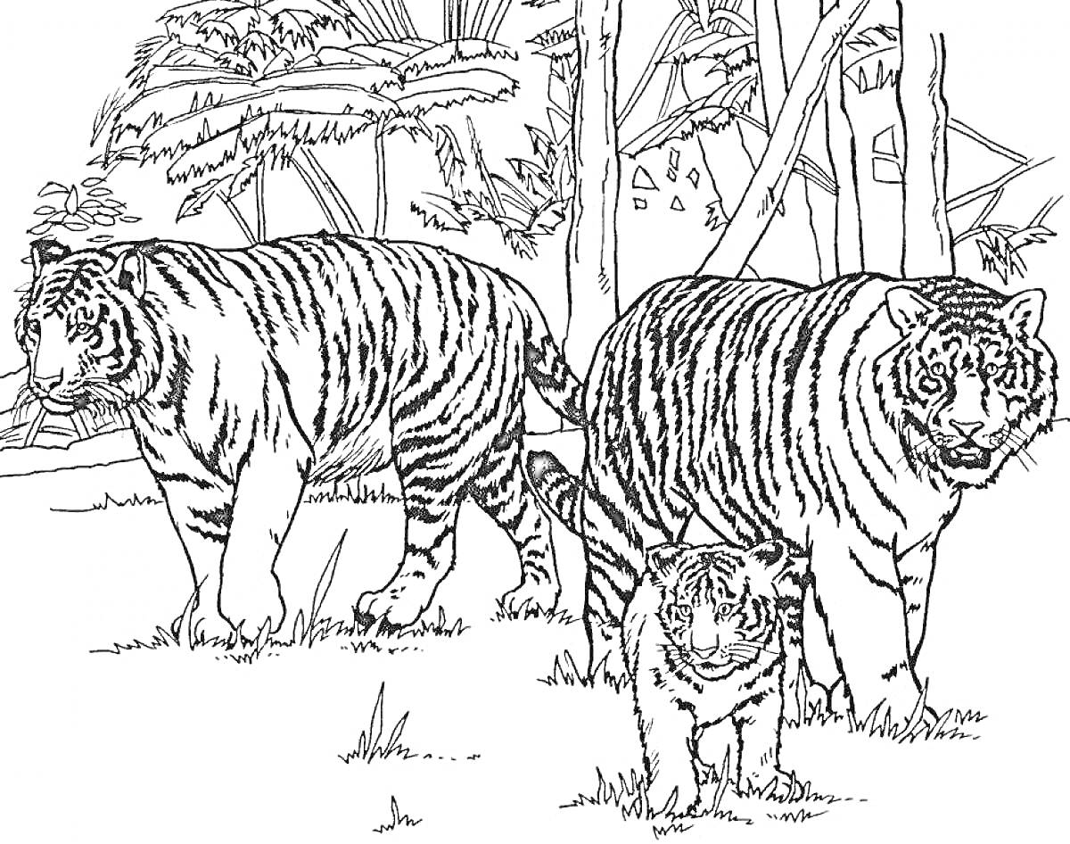 Раскраска Тигриная семья на фоне деревьев в лесу (три тигра: два взрослых и один тигренок)