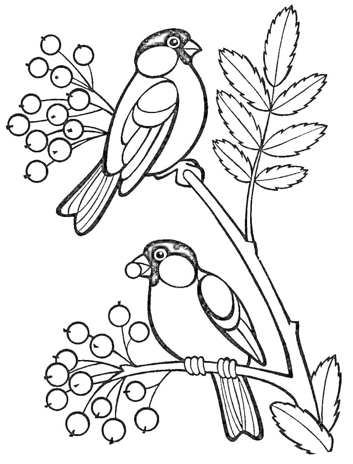 Раскраска Два снегиря на веточке с ягодами и листьями
