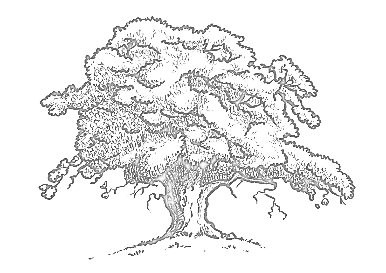 Дуб с раскидистой кроной и корнями на травянистой поверхности