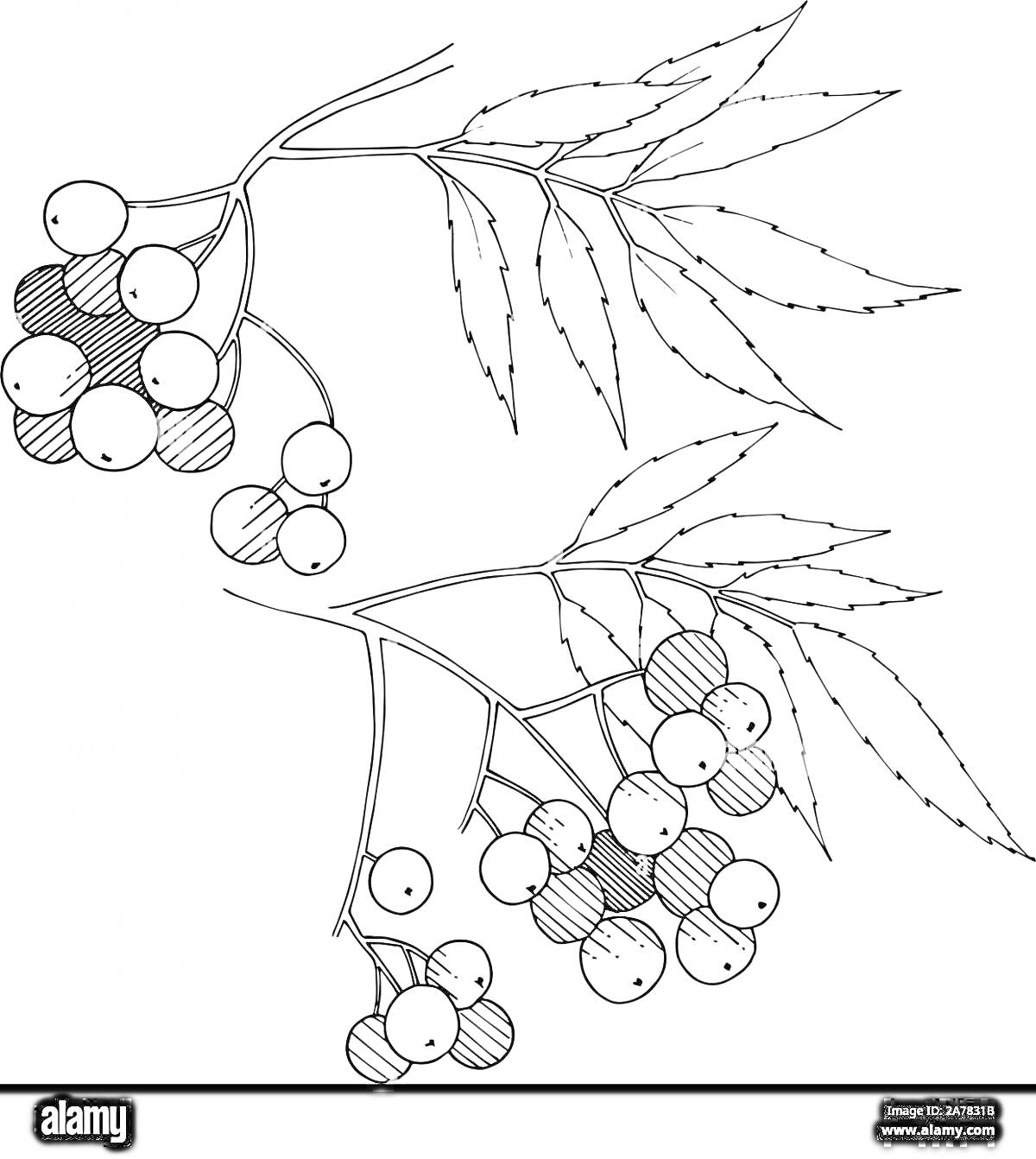 Раскраска Ветка рябины с ягодами и листочками