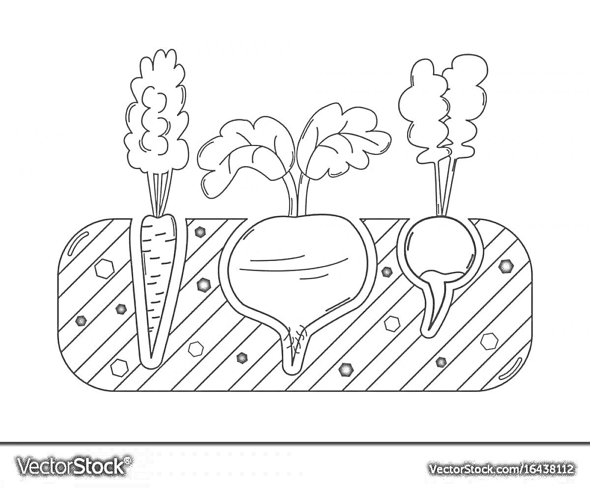 Раскраска Морковь, свекла и редис в огороде
