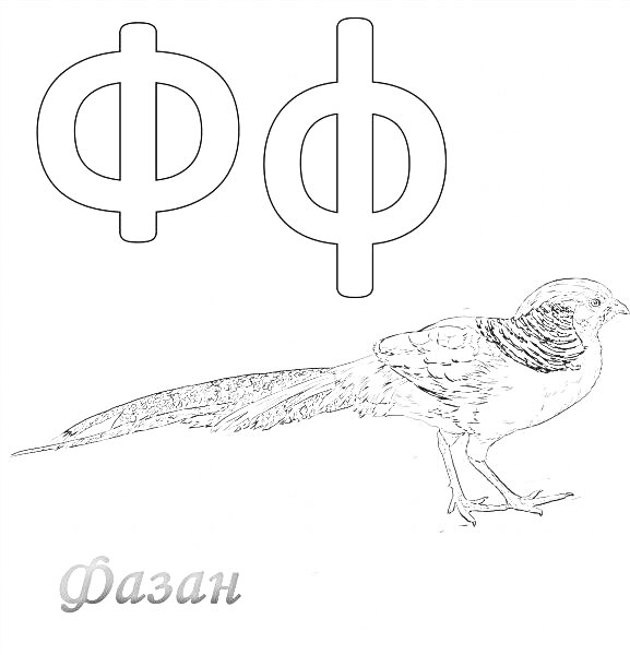 Раскраска Буква Ф с изображением фазана