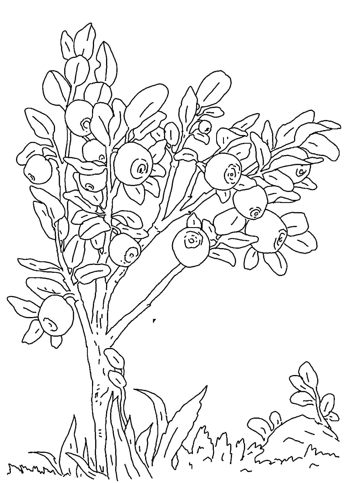 На раскраске изображено: Черника, Ягоды, Листья, Природа, Растения, Кусты