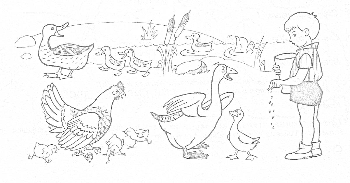 На раскраске изображено: Домашние птицы, Ребёнок, Кормление, Цыплята, Пруд, Камыши, Курица, Гусь, Берег, Утка