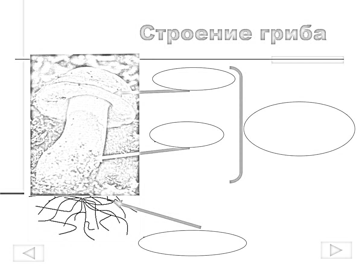 На раскраске изображено: Строение, Биология, Природа