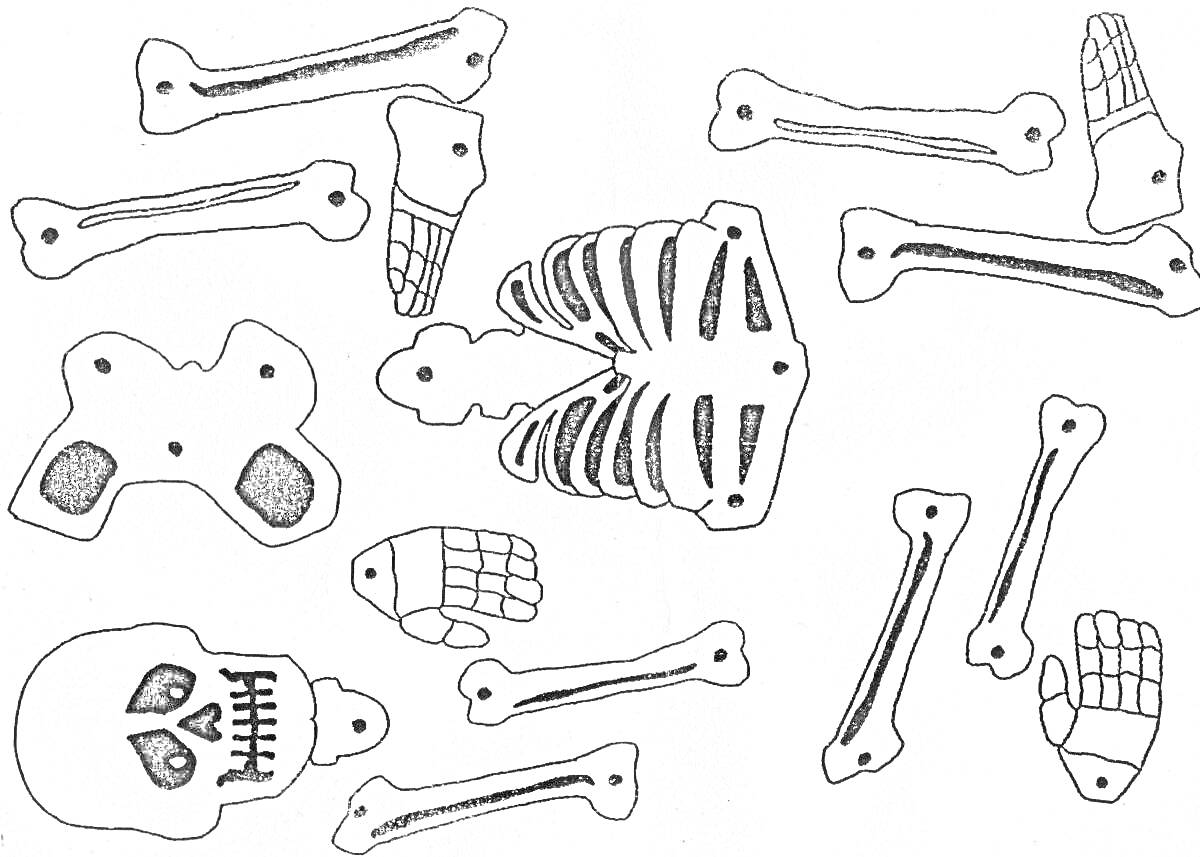 На раскраске изображено: Череп, Грудная клетка, Кости, Таз, Скелет, Анатомия, Кисти рук