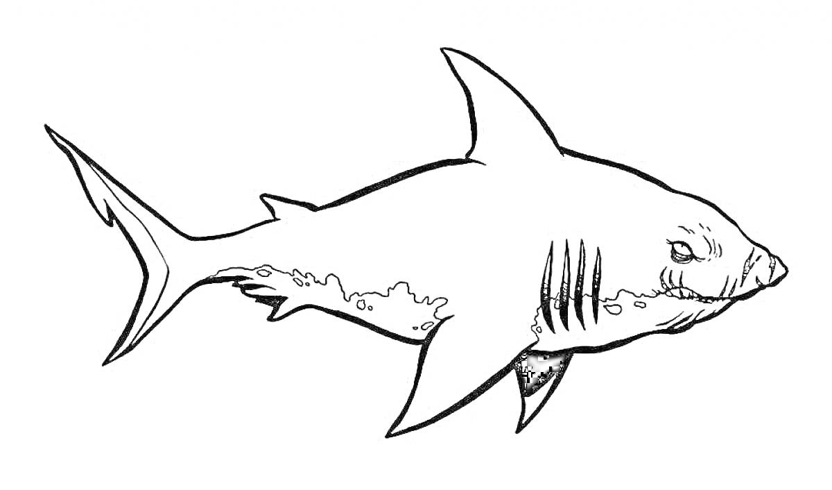 Раскраска акула мегалодон