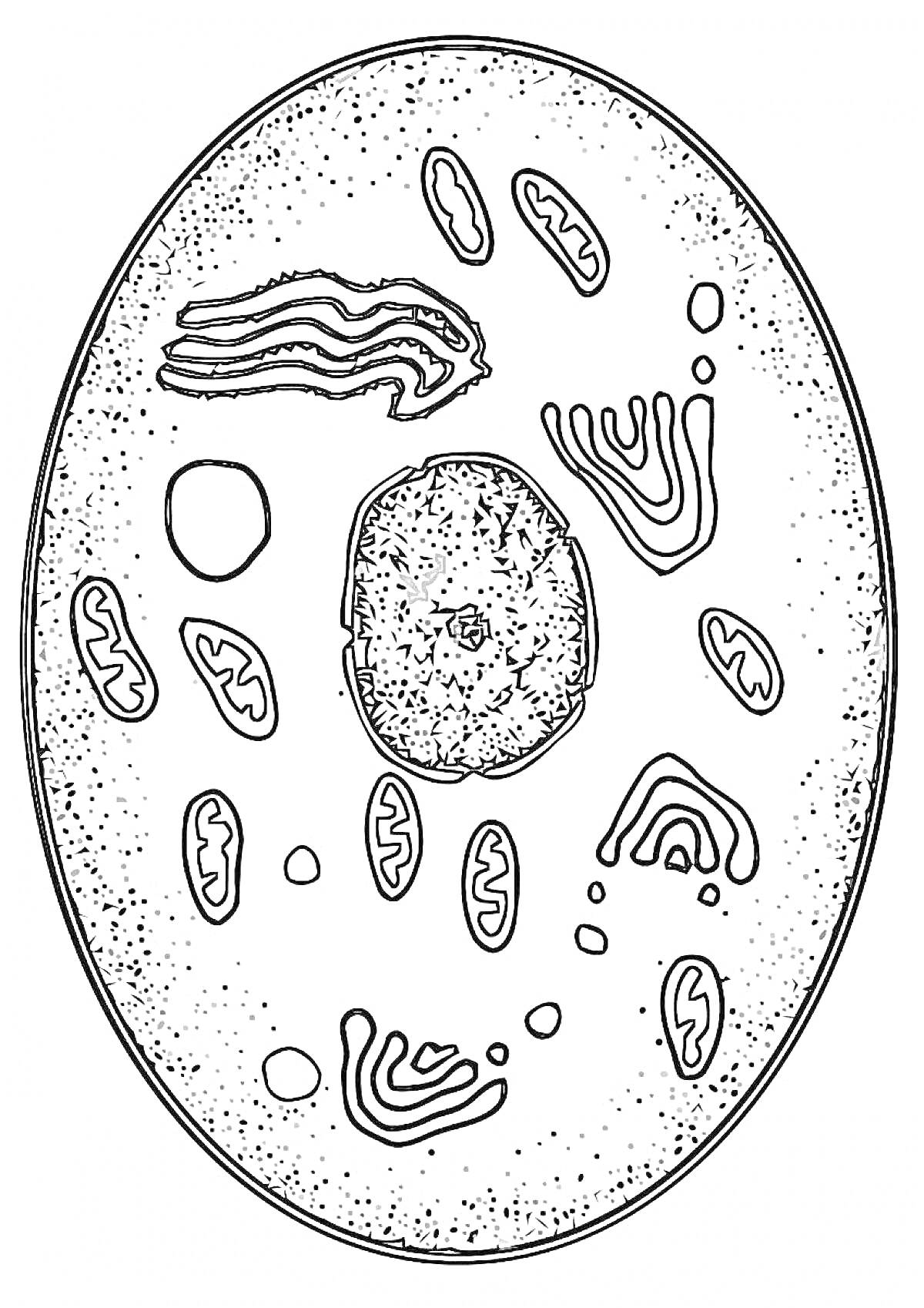 Раскраска Клетка с органеллами