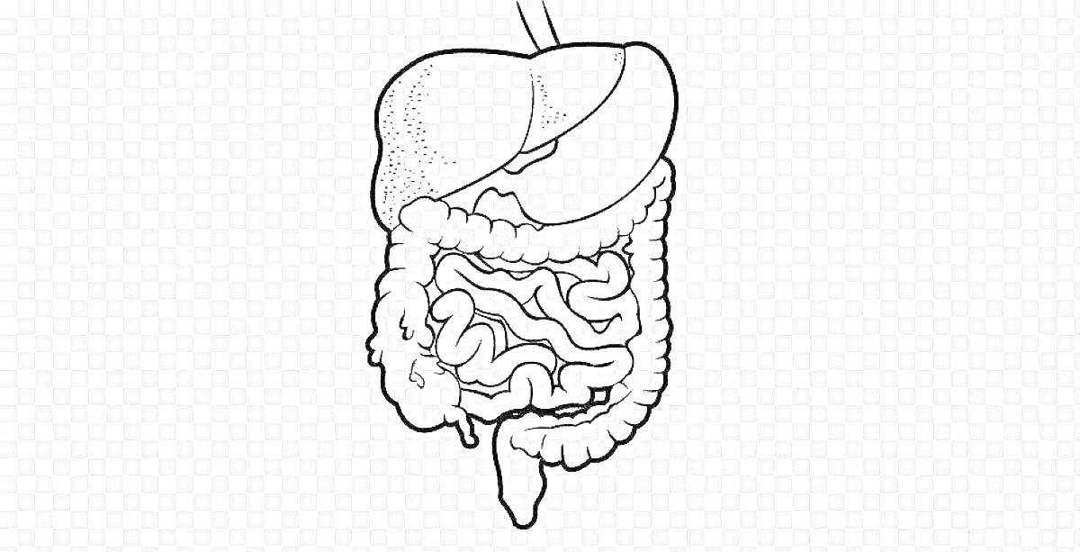 На раскраске изображено: Пищеварительная система, Печень, Желудок, Тонкий кишечник, Толстый кишечник, Анатомия, Медицинская иллюстрация, Обучение