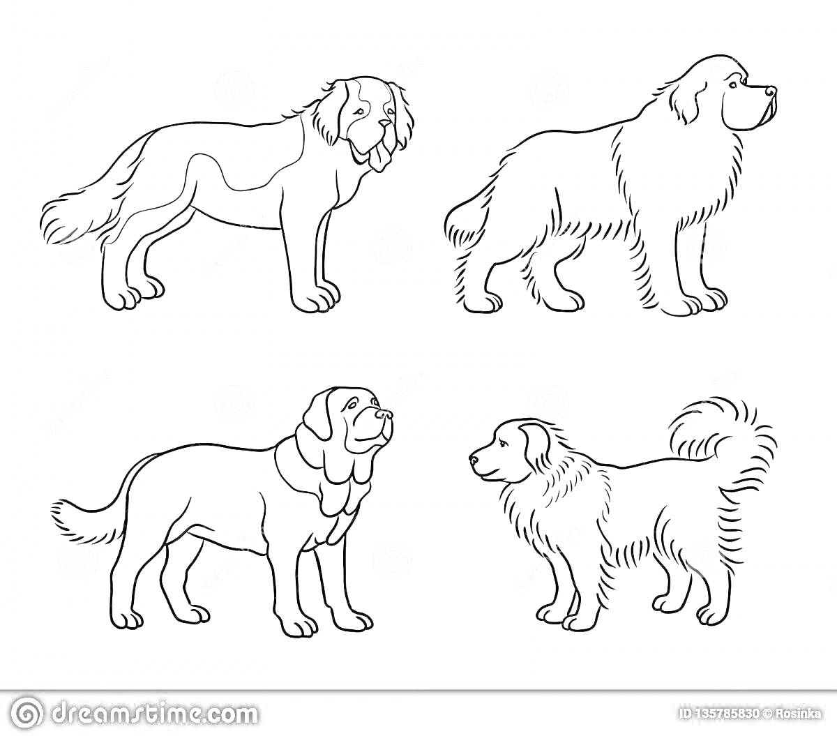 РаскраскаРаскраска с четырьмя изображениями тибетского мастифа