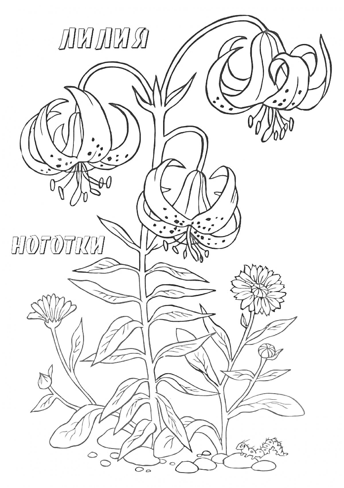 На раскраске изображено: Природа, Цветы, Листья, Камни, Стебель, Лилии
