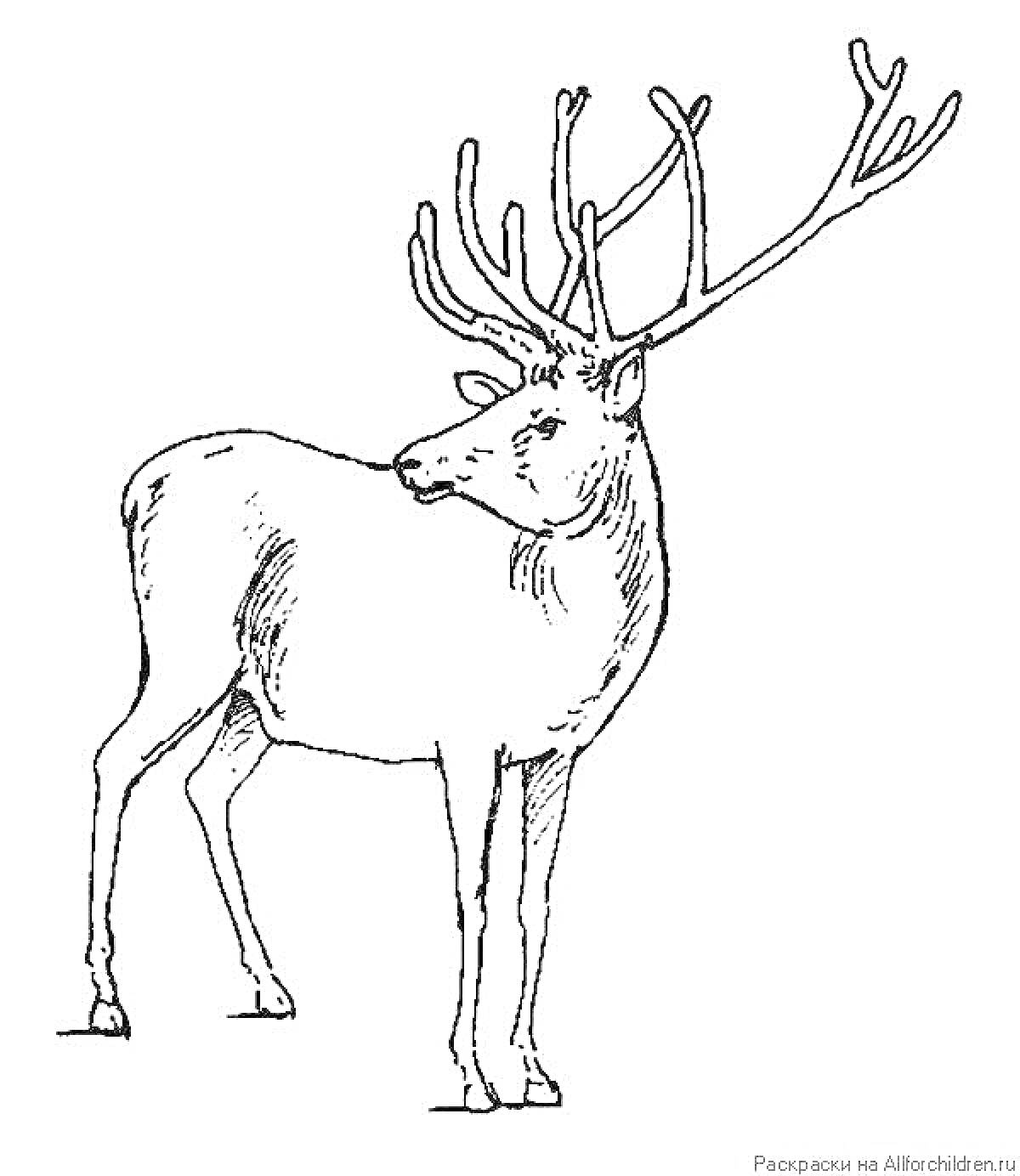 На раскраске изображено: Северный олень, Олень, Рога, Животные, Без фона