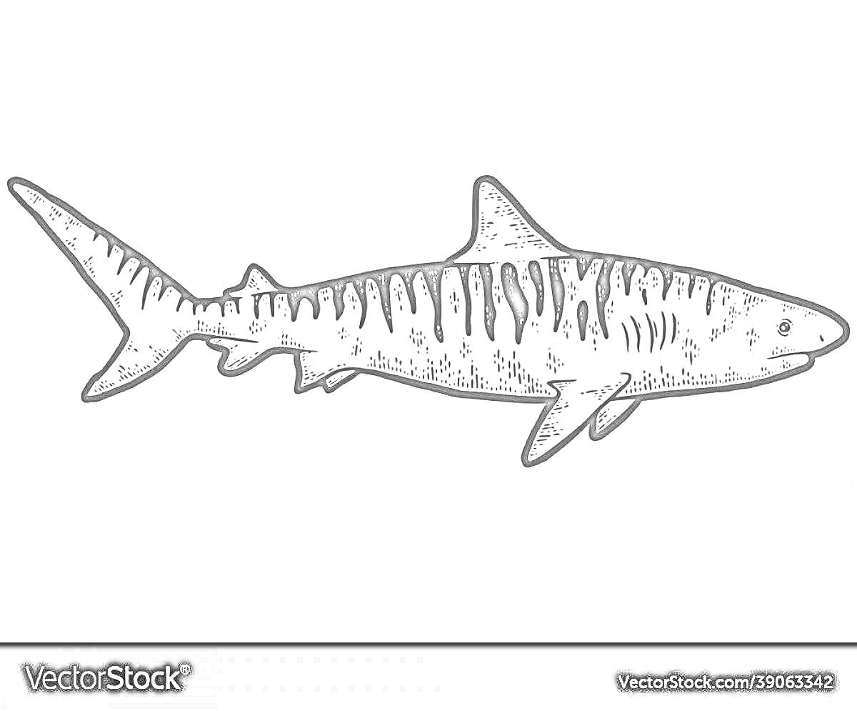 Тигровая акула с полосками на теле