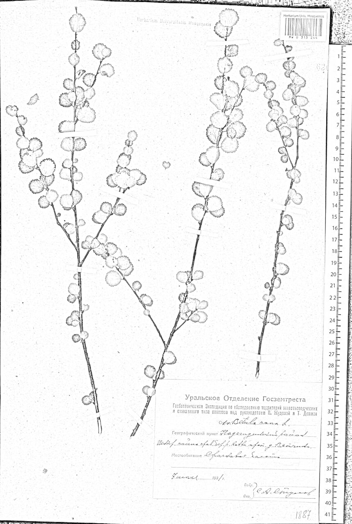 Раскраска Гербарий карликовой березы с несколькими веточками с листьями и измерительной шкалой