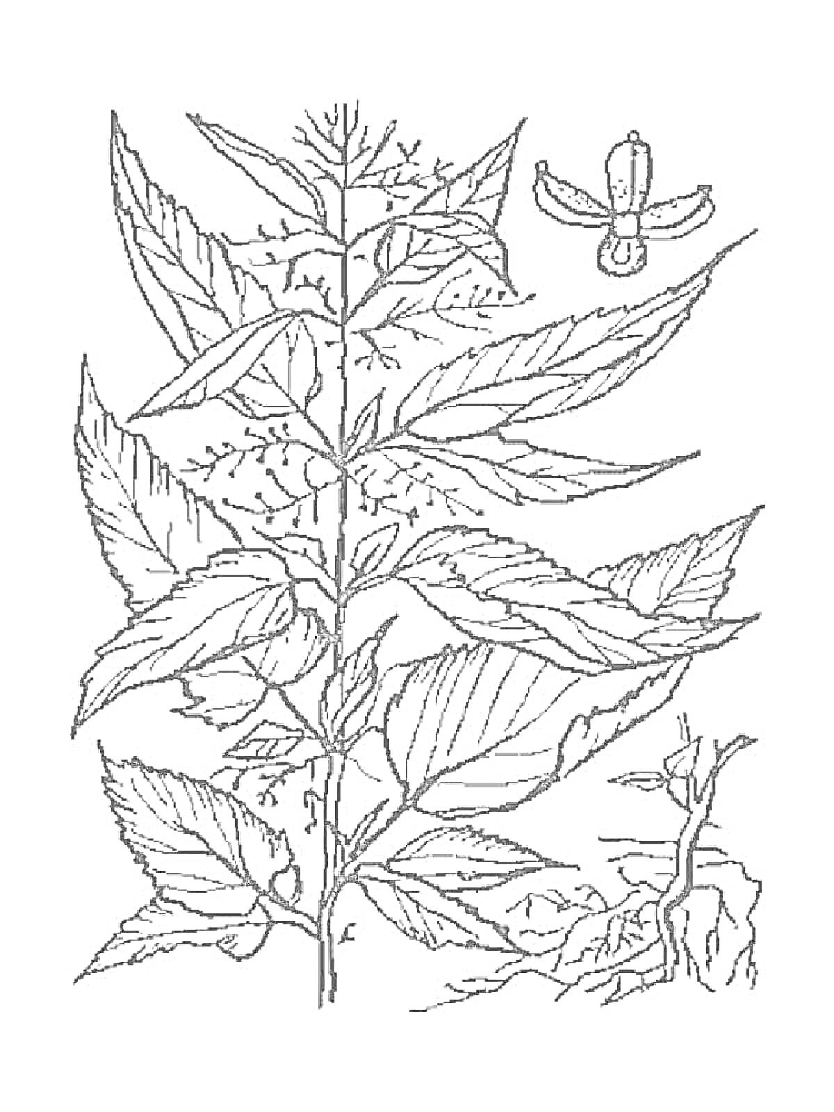 Крапива с листьями и цветком