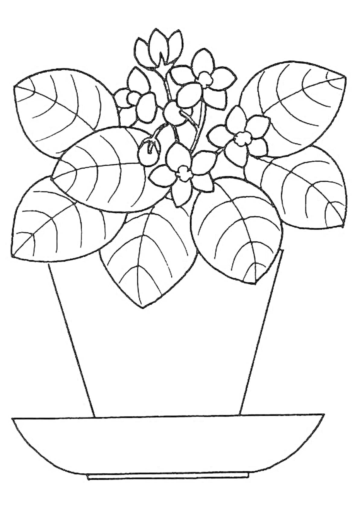 Раскраска Цветущая фиалка в горшке с блюдцем