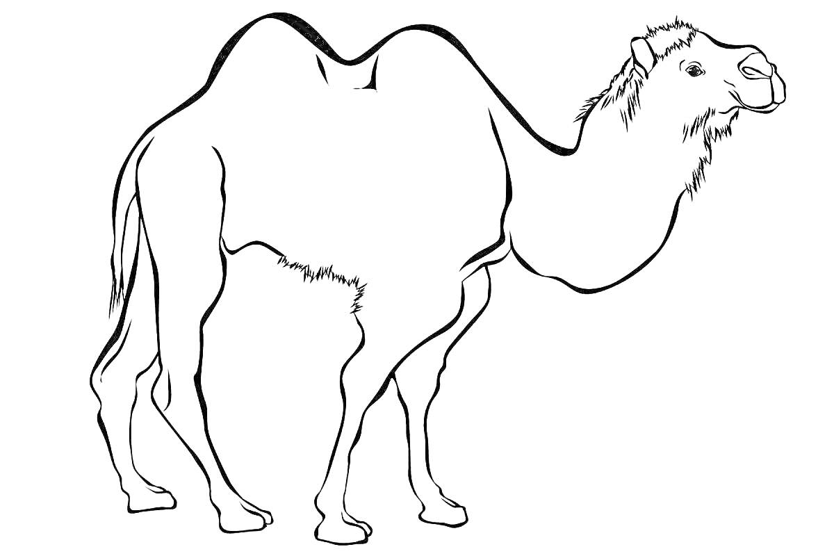 На раскраске изображено: Верблюд, Пустыня, Два горба