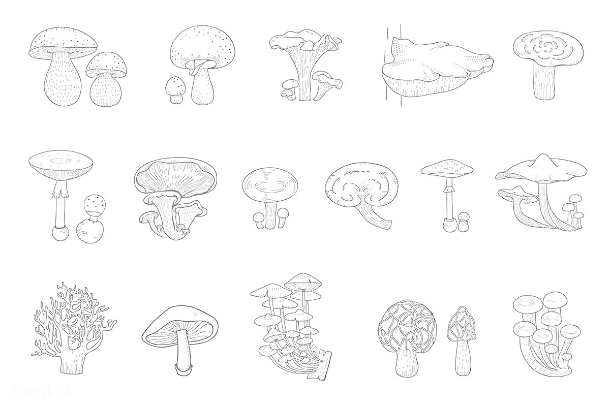 На раскраске изображено: Грибы, Для детей, Съедобные грибы, Несъедобные грибы, Природа, Ботаника, Обучение