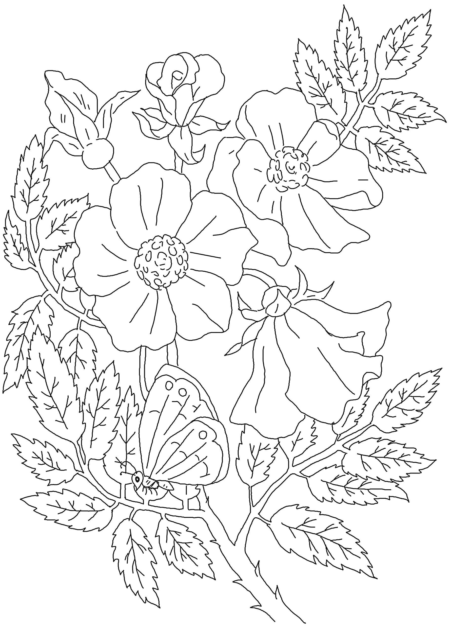 На раскраске изображено: Шиповник, Цветы, Бабочка, Листья, Природа, Растения, Бутон