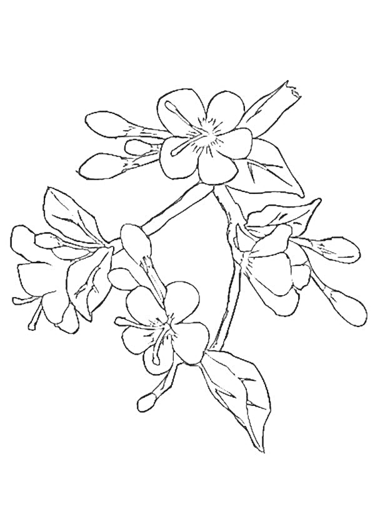 На раскраске изображено: Сакура, Цветы, Листья, Ветка, Природа, Весна, Ботаника