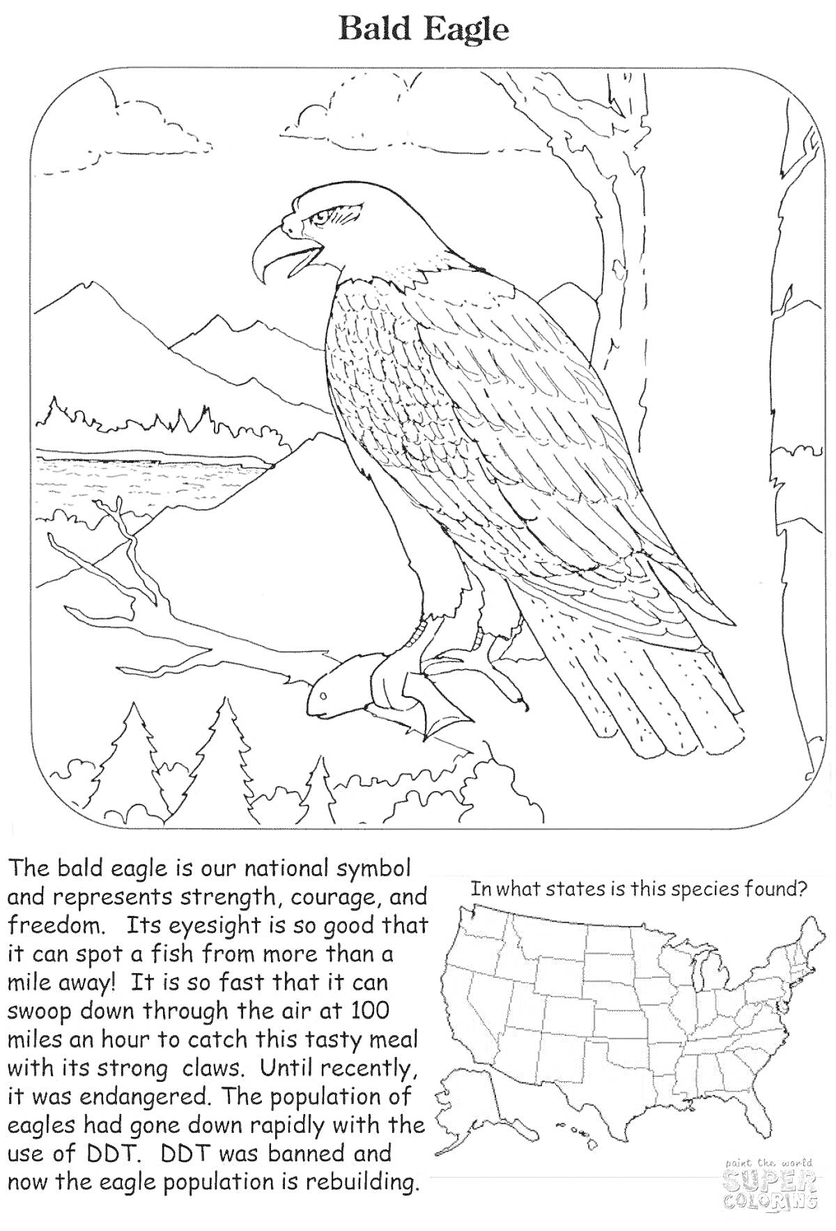Раскраска Орлан белохвост, сидящий на ветке дерева, с фоном гор и леса, карта США
