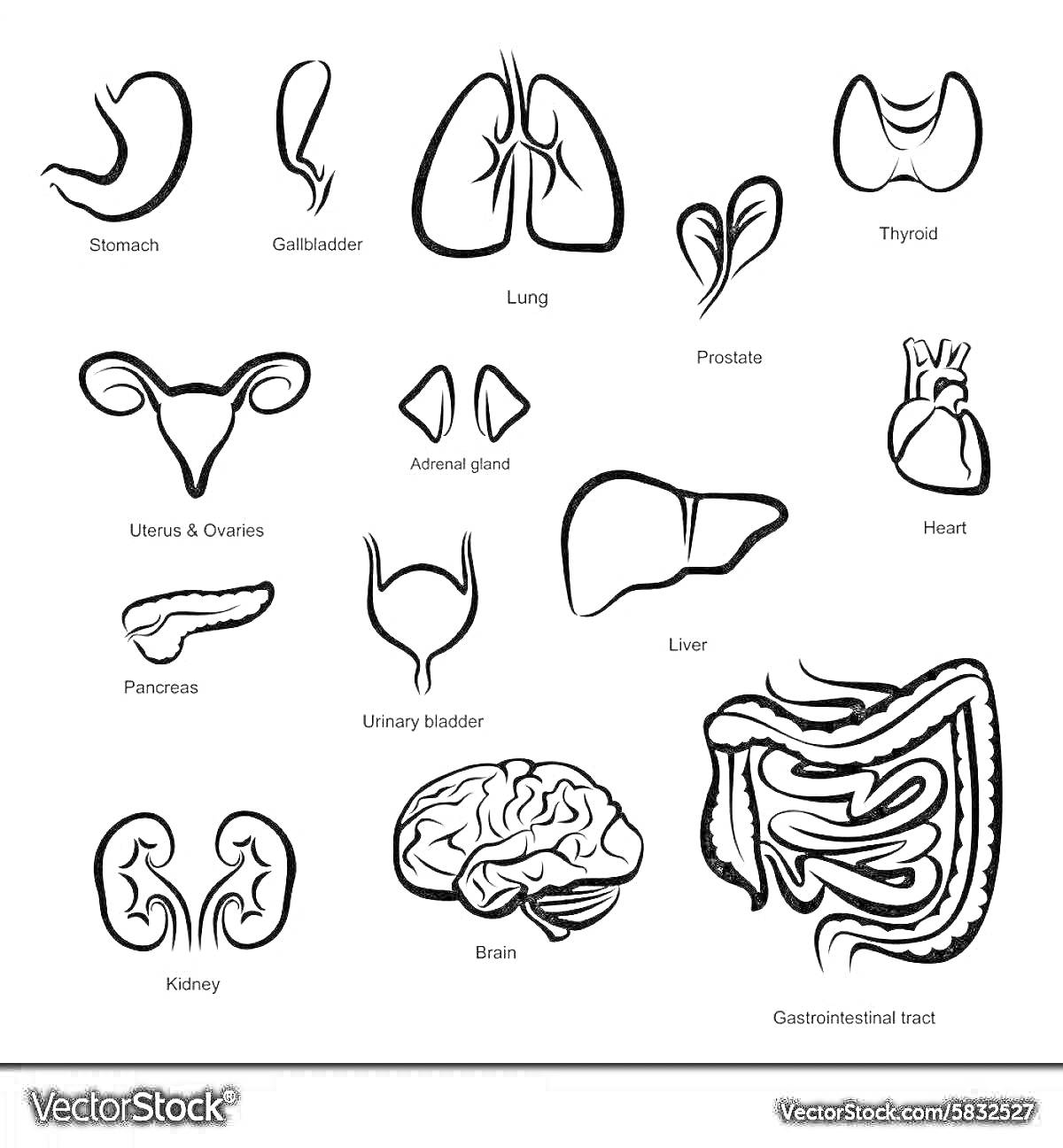 Раскраска Внутренние органы человека - желудок, желчный пузырь, легкие, щитовидная железа, матка и яичники, надпочечники, простата, сердце, поджелудочная железа, мочевой пузырь, печень, почки, мозг, желудочно-кишечный тракт