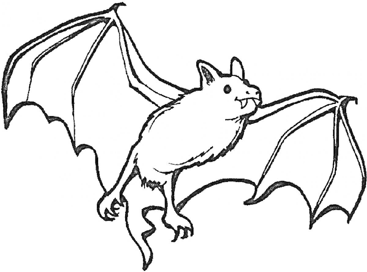 На раскраске изображено: Летучая мышь, Крылья, Животные, Фауна, Полет