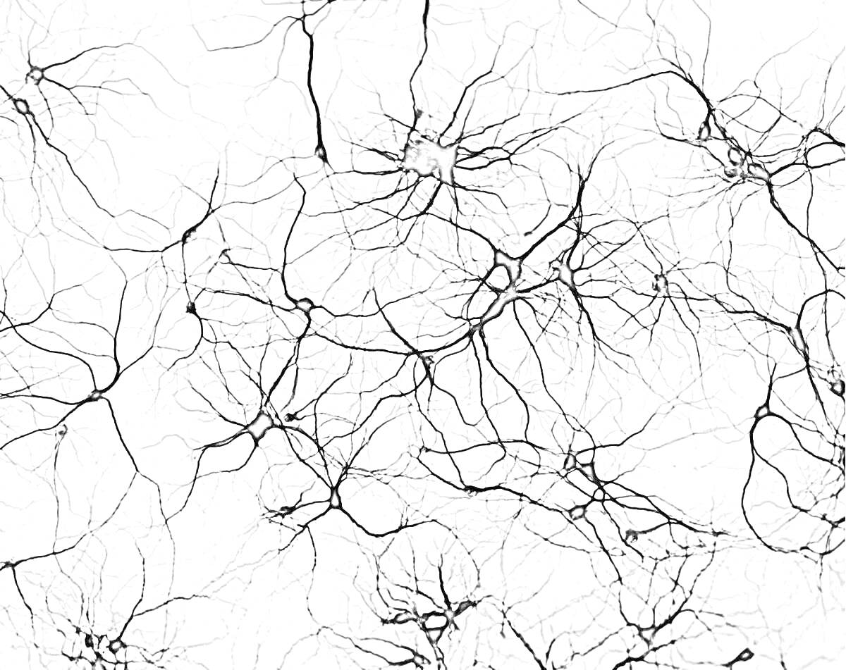 Раскраска Изображение нейронных сетей головного мозга
