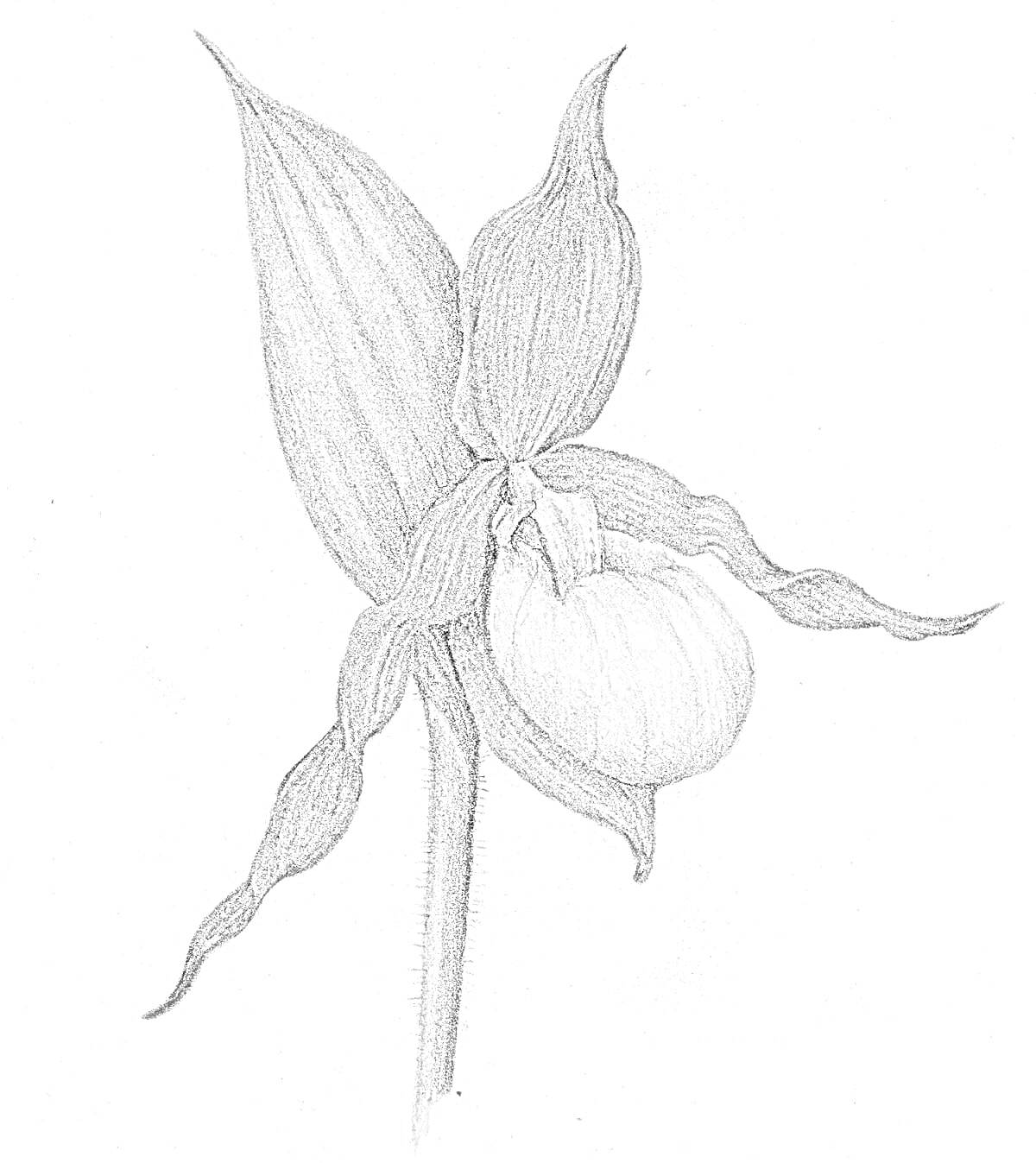 На раскраске изображено: Венерин башмачок, Орхидея, Листья, Лепестки, Ботаника, Цветение, Природа