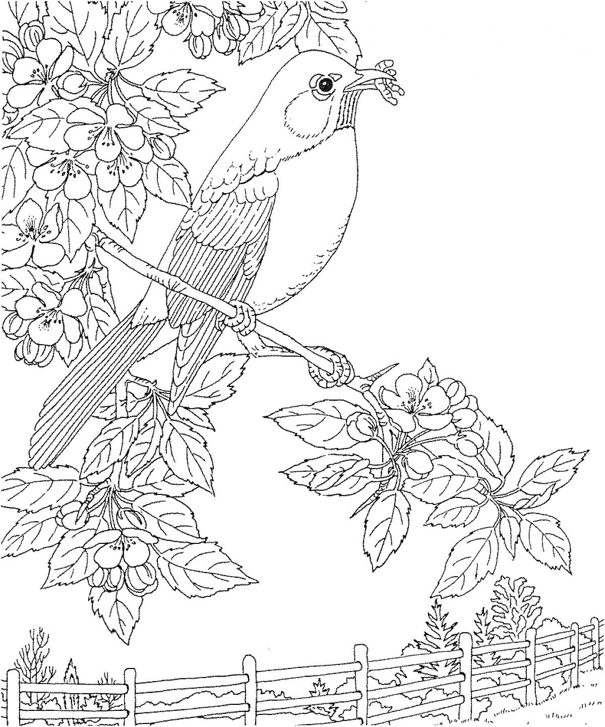 Раскраска Птица с ягодами в клюве на ветке дерева с ягодами, забор и деревья на заднем плане