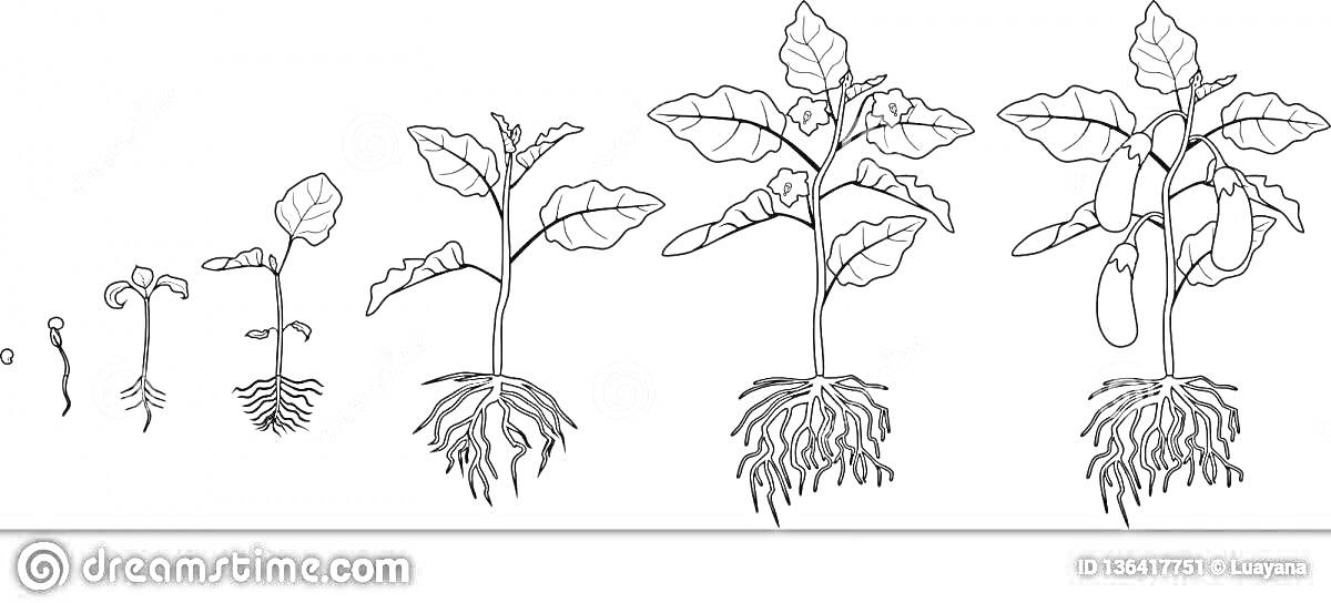 Раскраска Развитие растения: корни, стебель, листья, плоды