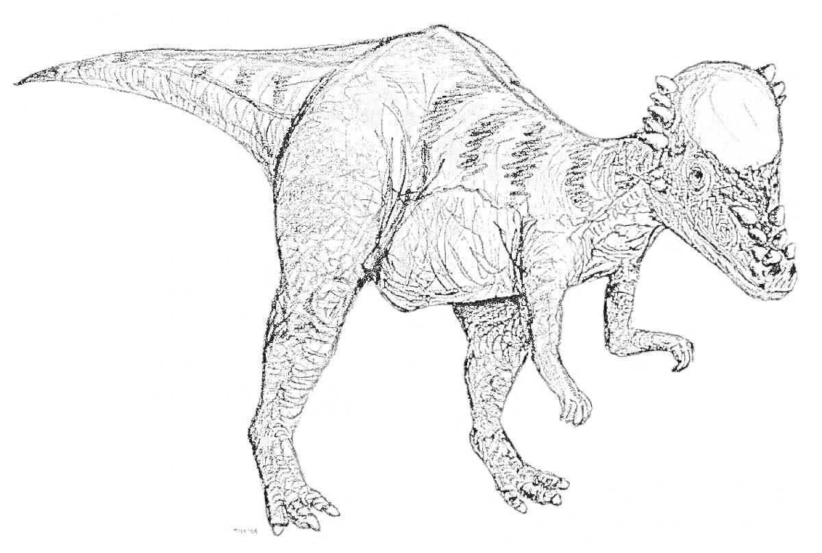 Раскраска Пахицефалозавр