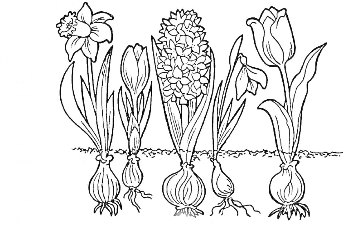 Раскраска Нарцисс, крокус, гиацинт, подснежник, тюльпан, подземные луковицы