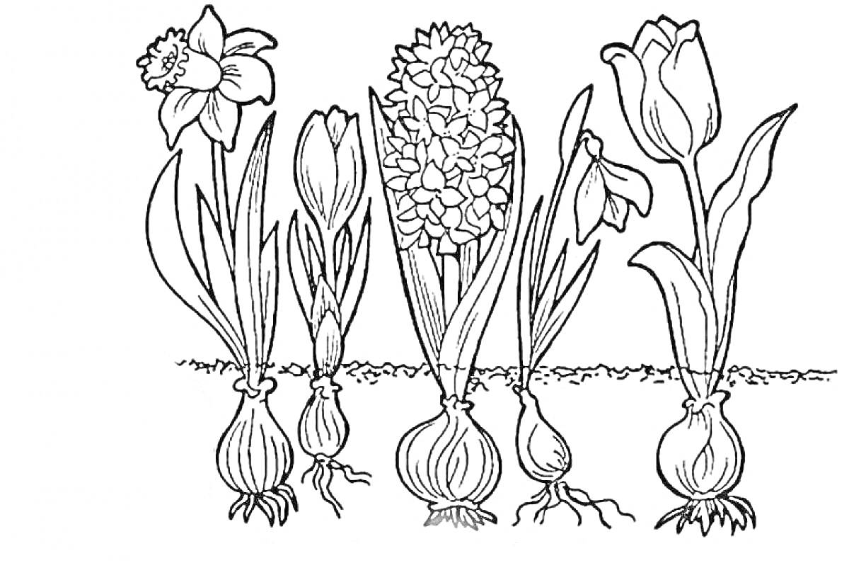 На раскраске изображено: Весенние цветы, Крокус, Гиацинт, Садоводство, Растения, Весна, Лук, Нарциссы, Подснежники, Тюльпаны