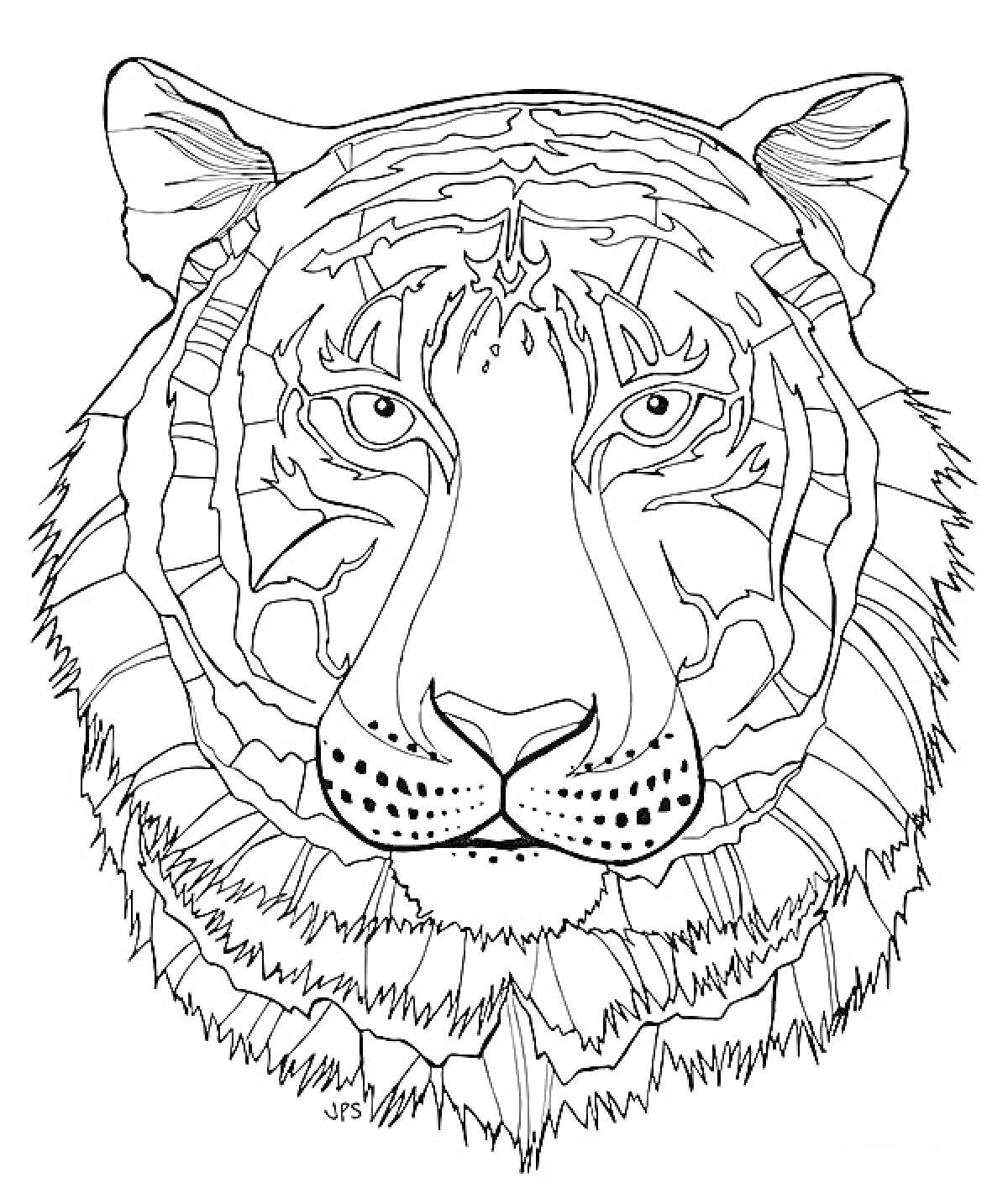 Раскраска Антистресс раскраска с изображением морды тигра в подробных линиях и узорах.