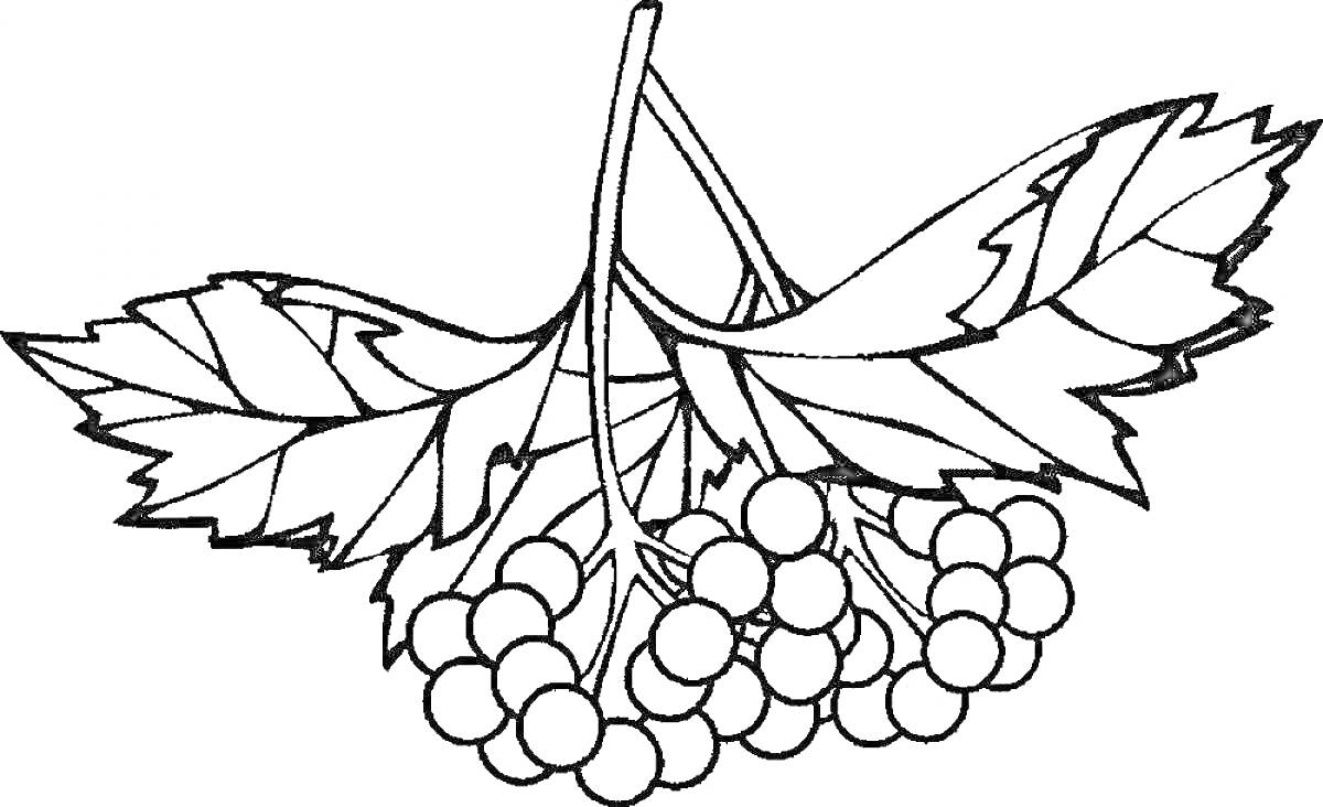 РаскраскаВетвь рябины с листьями и гроздью ягод
